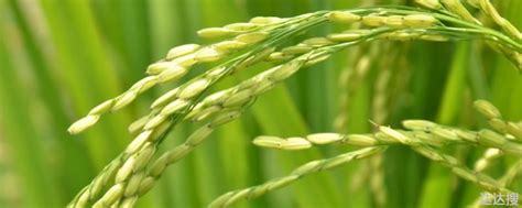 杂草稻与水稻区别,怎么区分杂草和水稻,水稻叶耳图片_大山谷图库
