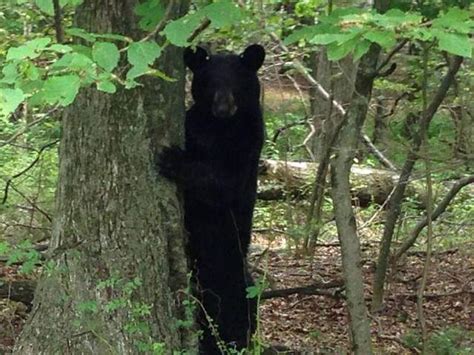 美国一家庭野餐时遇黑熊蹭吃主动喂食被批“白痴”