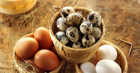 鸡蛋、鸭蛋、鹌鹑蛋、鸽子蛋……到底哪种蛋最有营养？ - 知乎