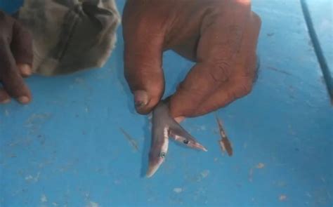 开屏新闻-渔民捕获刚出生双头鲨鱼，专家：非常罕见！