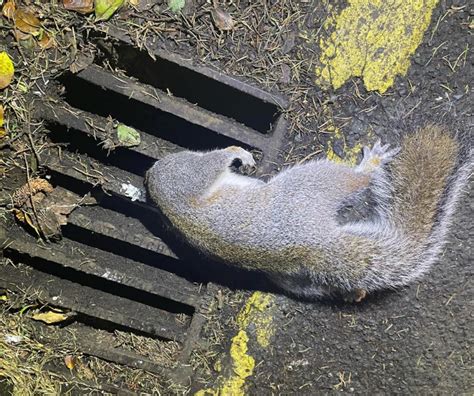 Eichhörnchen steckt mit Kopf im Gully fest – Feuerwehr muss anrücken