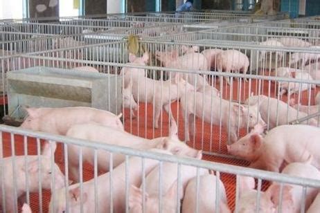 2018年上半年生猪价格波动原因及对策