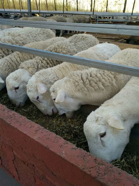 2021年羊价价格 2021活羊价格今日羊价格表_济宁__羊-食品商务网