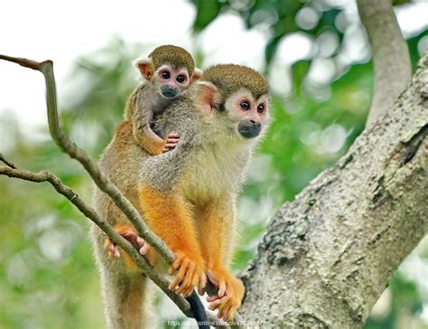 【可爱的松鼠猴母子摄影图片】生态摄影_太平洋电脑网摄影部落