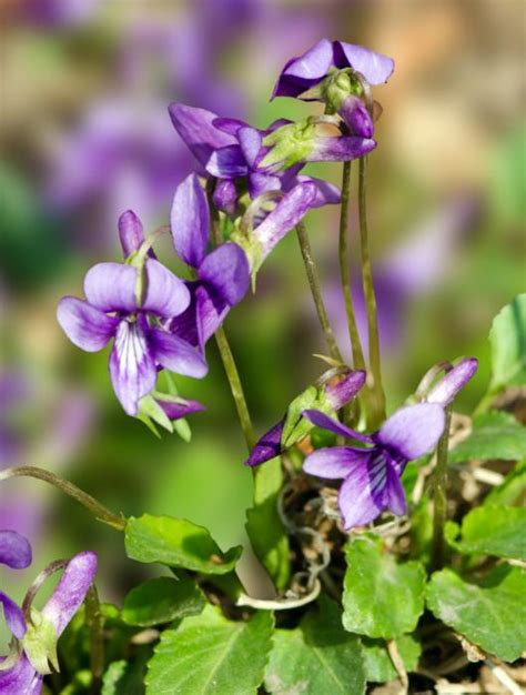 紫花地丁（堇菜科堇菜属植物） - 搜狗百科