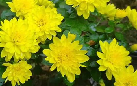 菊花的花语及象征意义 - 蜜源植物 - 酷蜜蜂