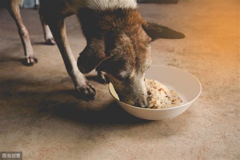 博美串串狗的特征 如何区分“纯种”博美和“串串”博美 - 动物健康 - 每天一个健康小知识