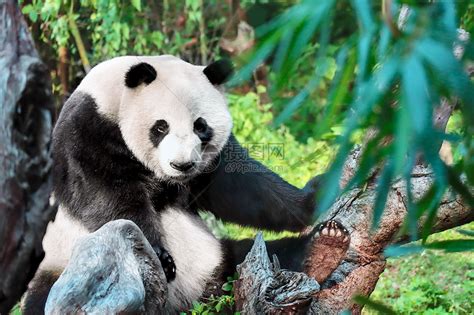 树枝上的熊猫猫_Luo_luoooo-站酷ZCOOL