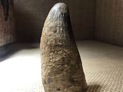 犀牛角图片