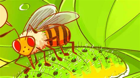 【法布尔昆虫记《蜜蜂》】在线收听_郝爱阅读，用爱陪伴_荔枝