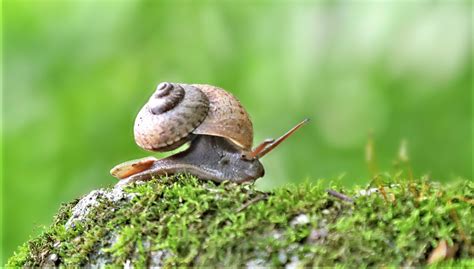 蜗牛怕什么东西和动物，最怕盐和蟾蜍(蜗牛遇到盐会被抽干体液) — 久久经验网
