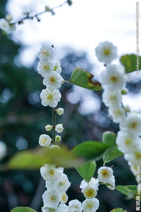 绿梅花图片