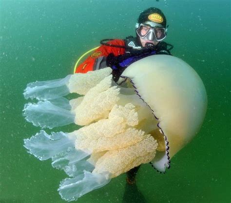摄影师深海潜水时偶遇罕见巨型野村水母_频道_凤凰网