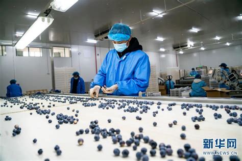云南蒙自：大力发展蓝莓产业_地方资讯_行业资讯_资讯_中国农业科技推广网
