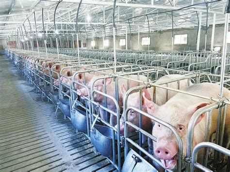 京基智采用6750养殖模式，高标准发展楼房养猪，提前完成全年目标 - 猪好多网