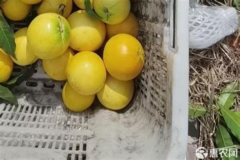 海南优异果蔬篮子添新成员 香甜爽滑的亚马逊黄晶果将逐步推广种植