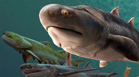 人类起源的演化过程（科学家证实人类是从鱼进化来的！演化过程近5亿年） | 说明书网