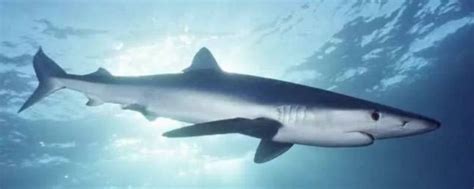淡水鲨鱼有几种 - 业百科