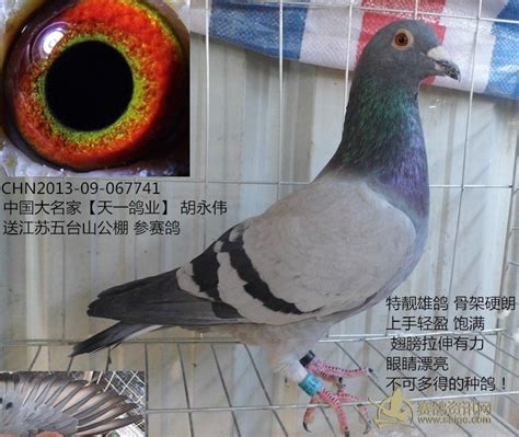 中国大名家 天一鸽业 【胡永伟】 霸气公鸽 有图 已经出售 谢谢大家关注_赛鸽资讯网商城
