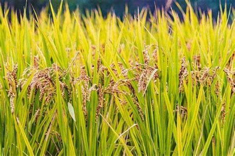 亩产达900公斤？2021年高产水稻前十名的品种有哪些？
