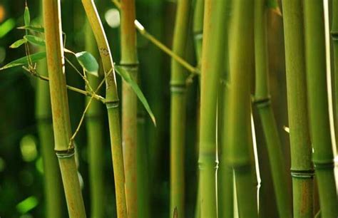 竹子的象征意义是什么 竹子的精神是什么_搭配知识_学堂_齐家网