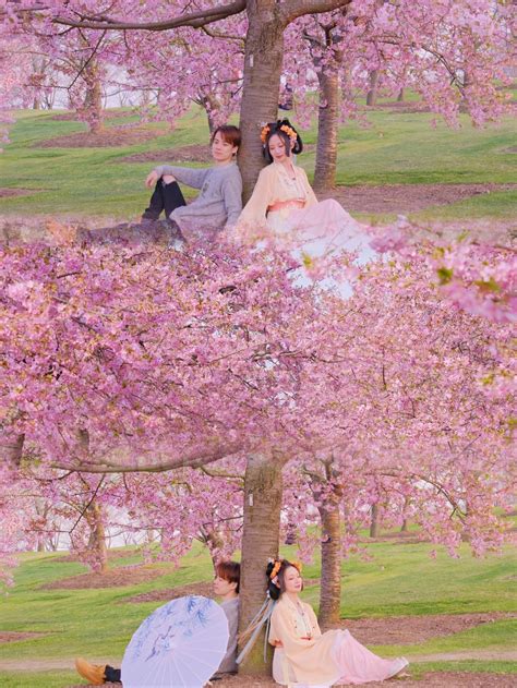 樱花树下的约定 - TiTiFiona - 富士（中国）极致影像- FUJIFILM