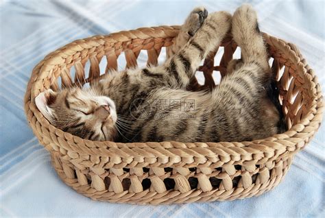 可爱的猫咪睡在篮子里高清图片下载-正版图片320535052-摄图网