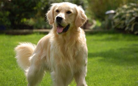 Info Anjing Maltese: Ciri-ciri, Cara Merawat dan Makanannya