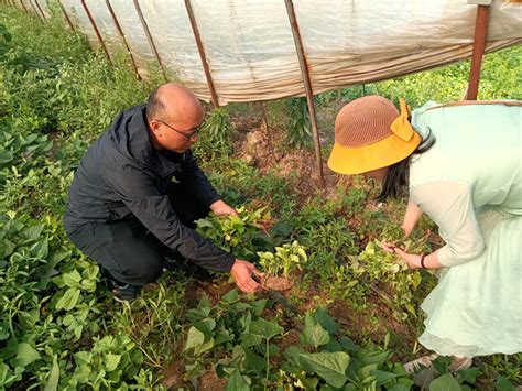 河北河间：红薯种植助农增收_凤凰网视频_凤凰网