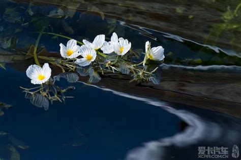 泸沽湖的“水性杨花” - 知乎