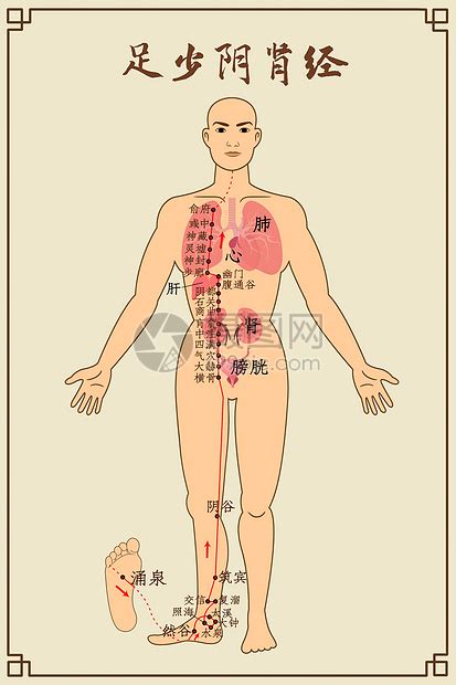 手少阴心经，人体活力的“大本营”__凤凰网