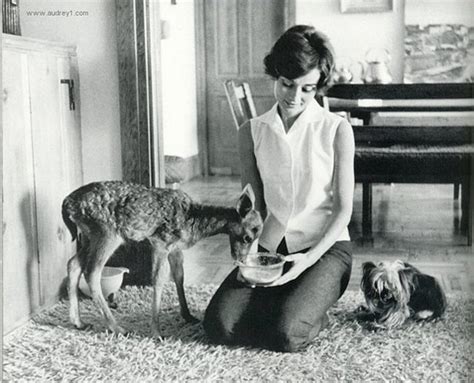 奥黛丽·赫本和她的鹿Pippin [14P]
