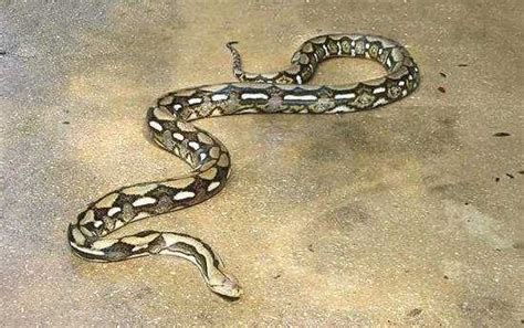 【巨大蟒蛇】关于巨蟒的资料_蟒蛇_毒蛇网