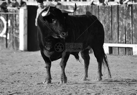 斗牛场里长着大角的强壮公牛高清图片下载-正版图片504603116-摄图网