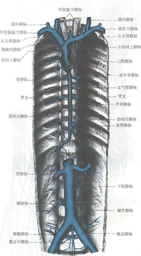 图2-182 奇静脉和下腔静脉-骨科临床解剖学-医学