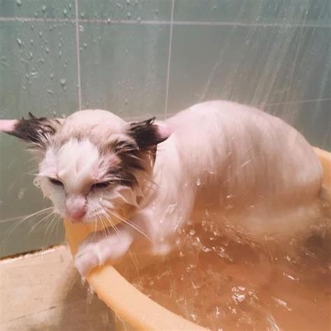 猫咪洗澡水温度一般多少度(猫咪洗澡篇：别让你的无知害了它)-问答屋