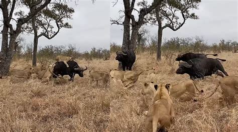 水牛被9头狮子围攻同伴赶来救援(含视频)_手机新浪网