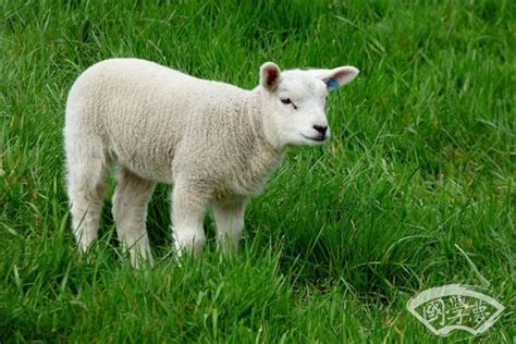 属羊的出生有哪些年份(详解十二生肖中的羊年份)