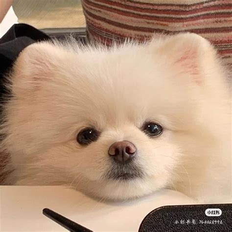 非主流博美犬头像女生