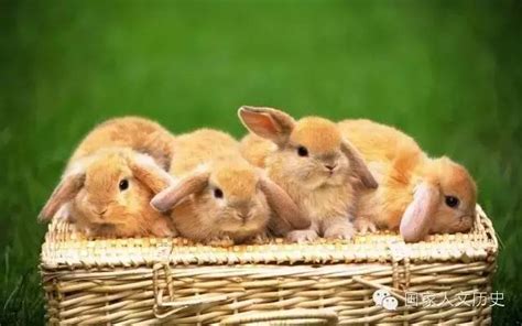 兔女郎进化史：花花公子为什么是只兔子？_烟台文化网_胶东在线