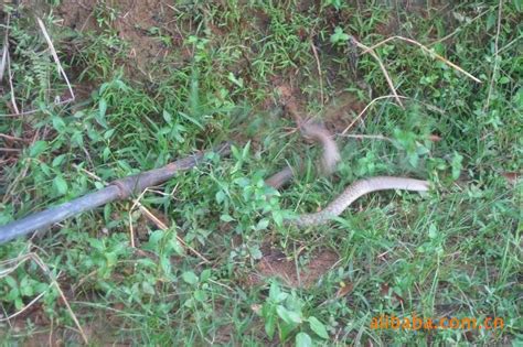非洲毒蛇的天敌蛇鹫，捕蛇不用嘴啄，直接用脚拍死，镜头拍下全过程！_腾讯视频
