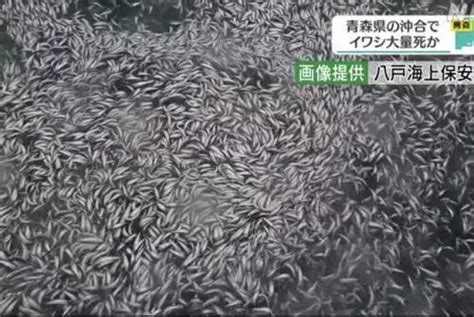 福岛渔民反对日本政府决定，称核污水安全性“可疑”_凤凰网视频_凤凰网