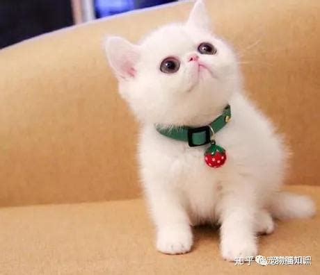 玄猫在中国古代，被称为“镇宅神物”，它可以辟邪和预警防灾