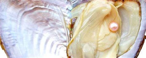 北海珍珠 淡水米型散珍珠AAA级现场加工珍珠河蚌原料批发珍珠项链-阿里巴巴