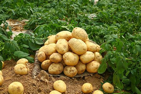 2017南票土豆 辽西最大的马铃薯种植基地_土豆价格行情_蔬菜商情网