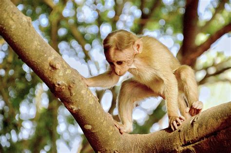 盘点世界上十大最珍稀猴子 中国金丝猴最漂亮_巴拉排行榜
