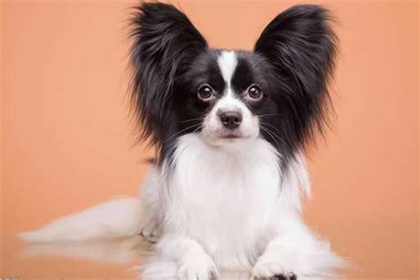 中国聪明的狗狗排名1到50 犬类智商排名_宠物百科 - 养宠客