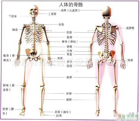 「图」儿童实验人体骨骼模型85CM 人骨架 人骨标本 素描 美术 教具图片1-马可波罗网