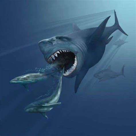 史前第一可怕巨兽，龙王鲸vs巨齿鲨谁才是最厉害的?_探秘志