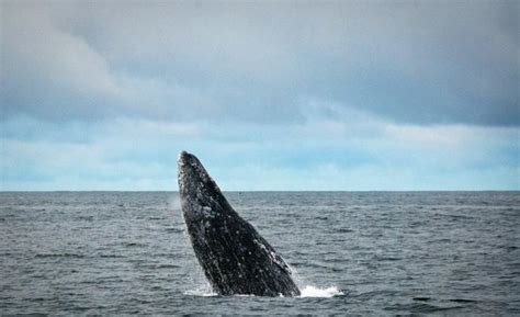 最孤独的鲸鱼_晚安,最孤独的鲸和孤独的你 化身孤岛的鲸(3)_中国排行网